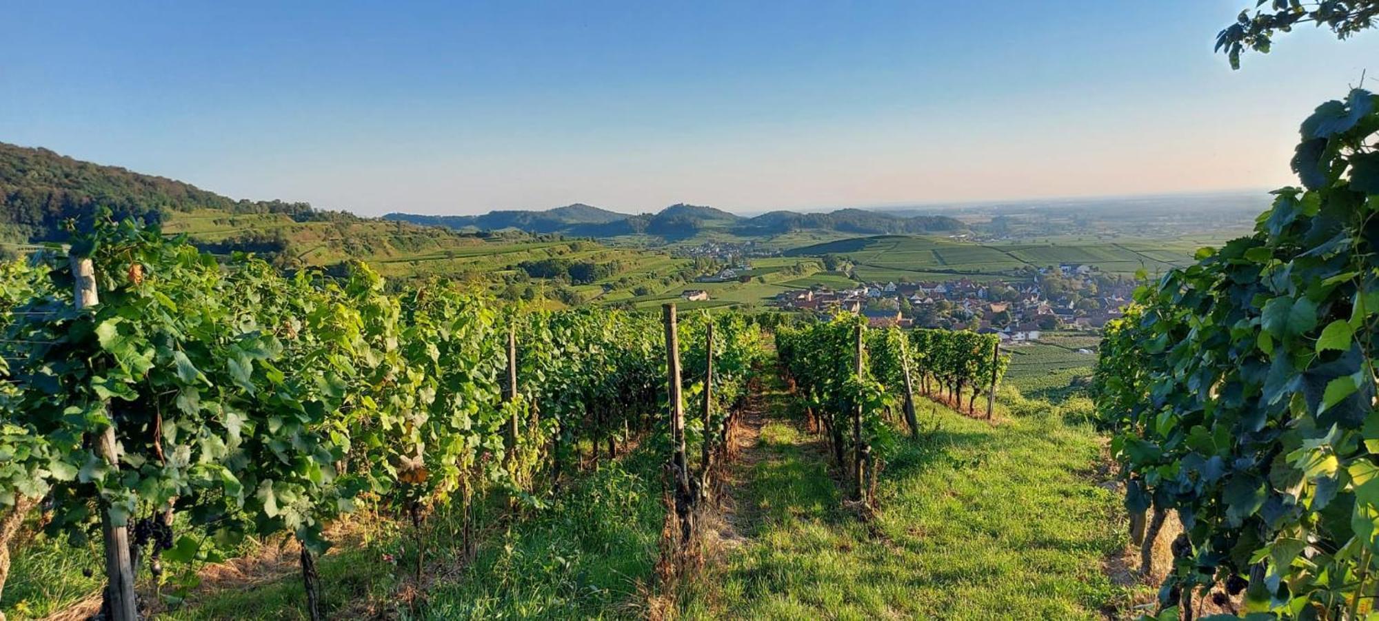 Ferienwohnung Vino9 Vogtsburg Eksteriør billede